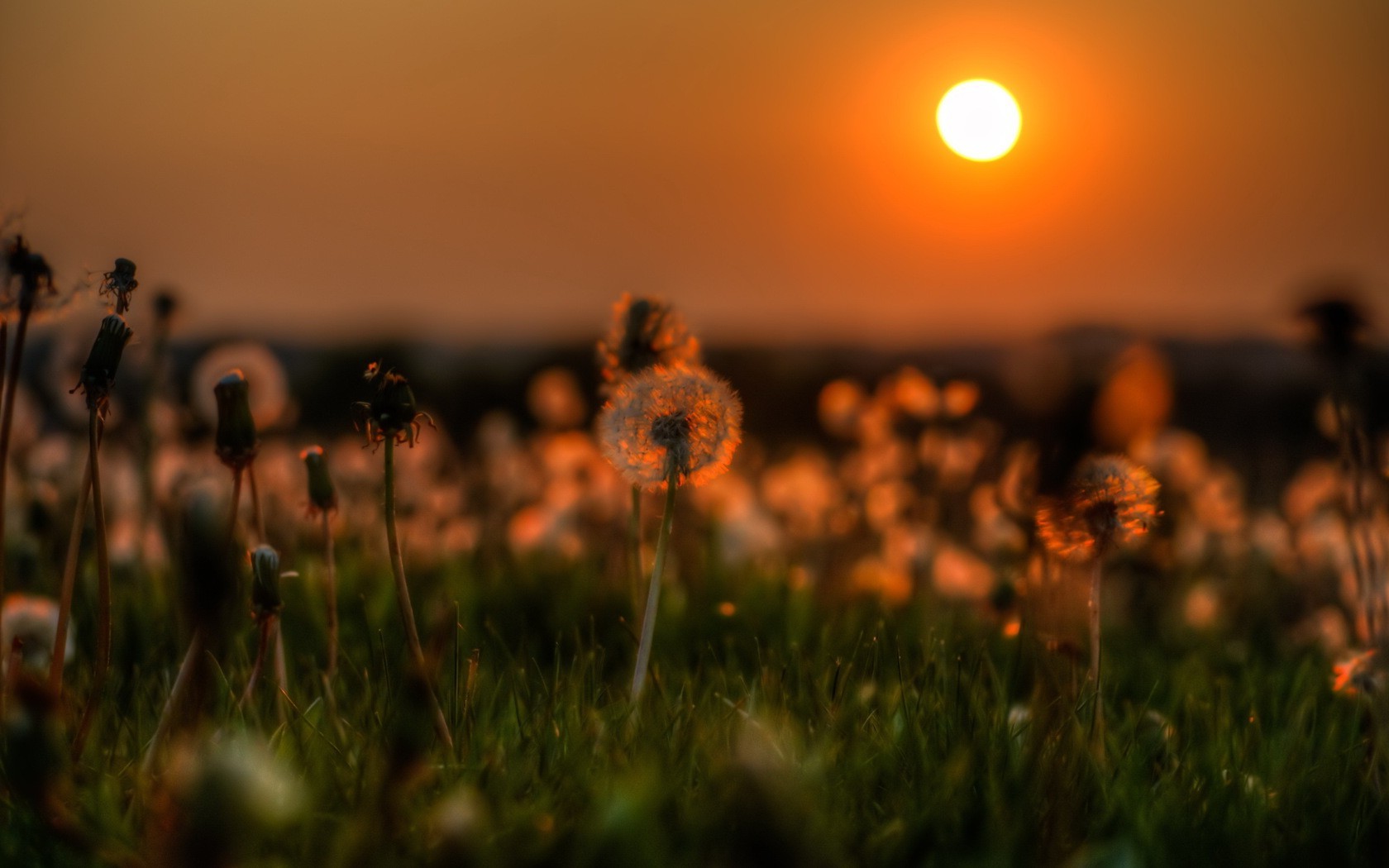 Sunset Flowers Wallpapers