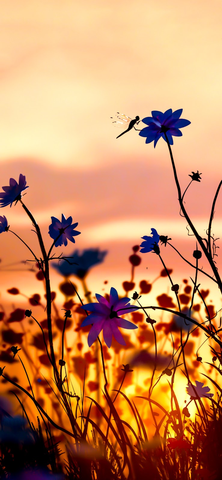 Sunset Flowers Wallpapers