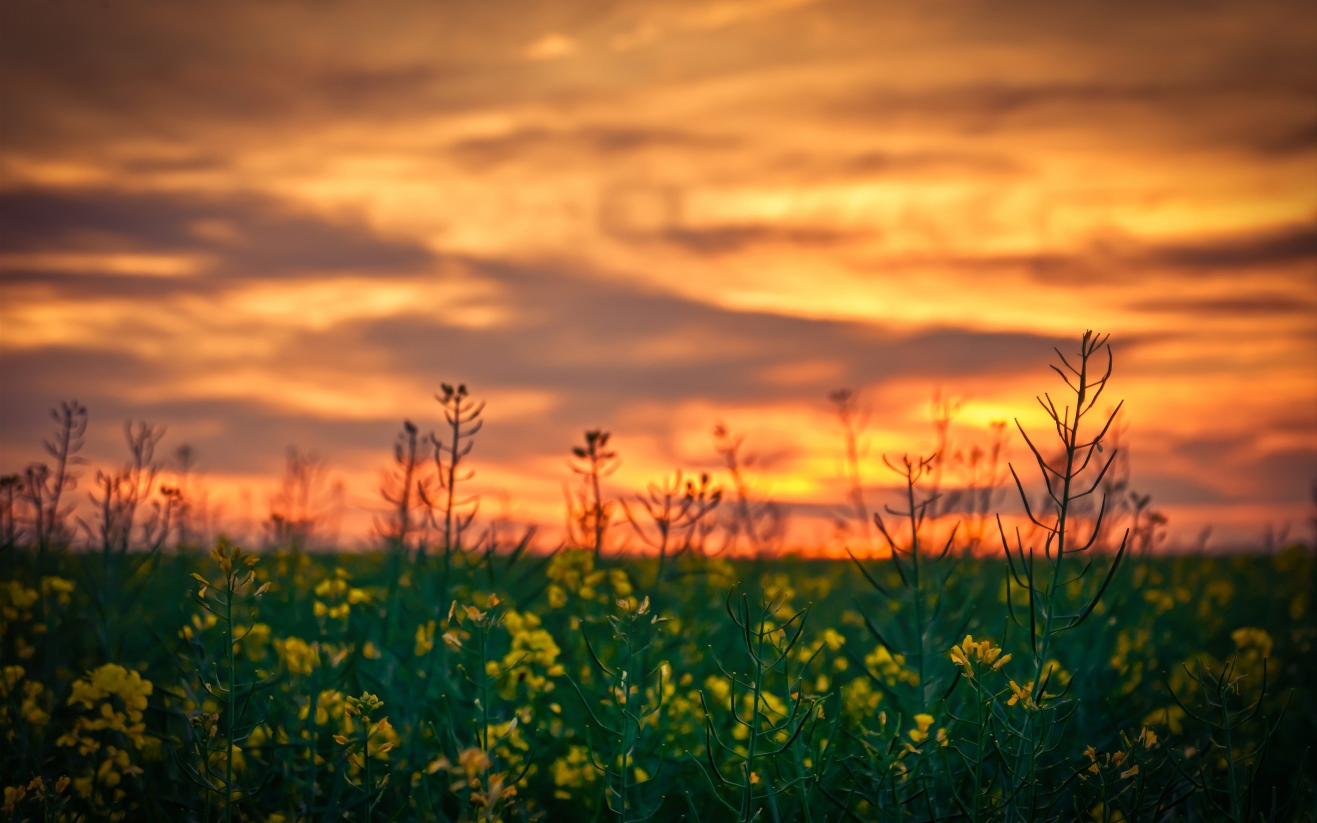 Sunset Flowers Wallpapers