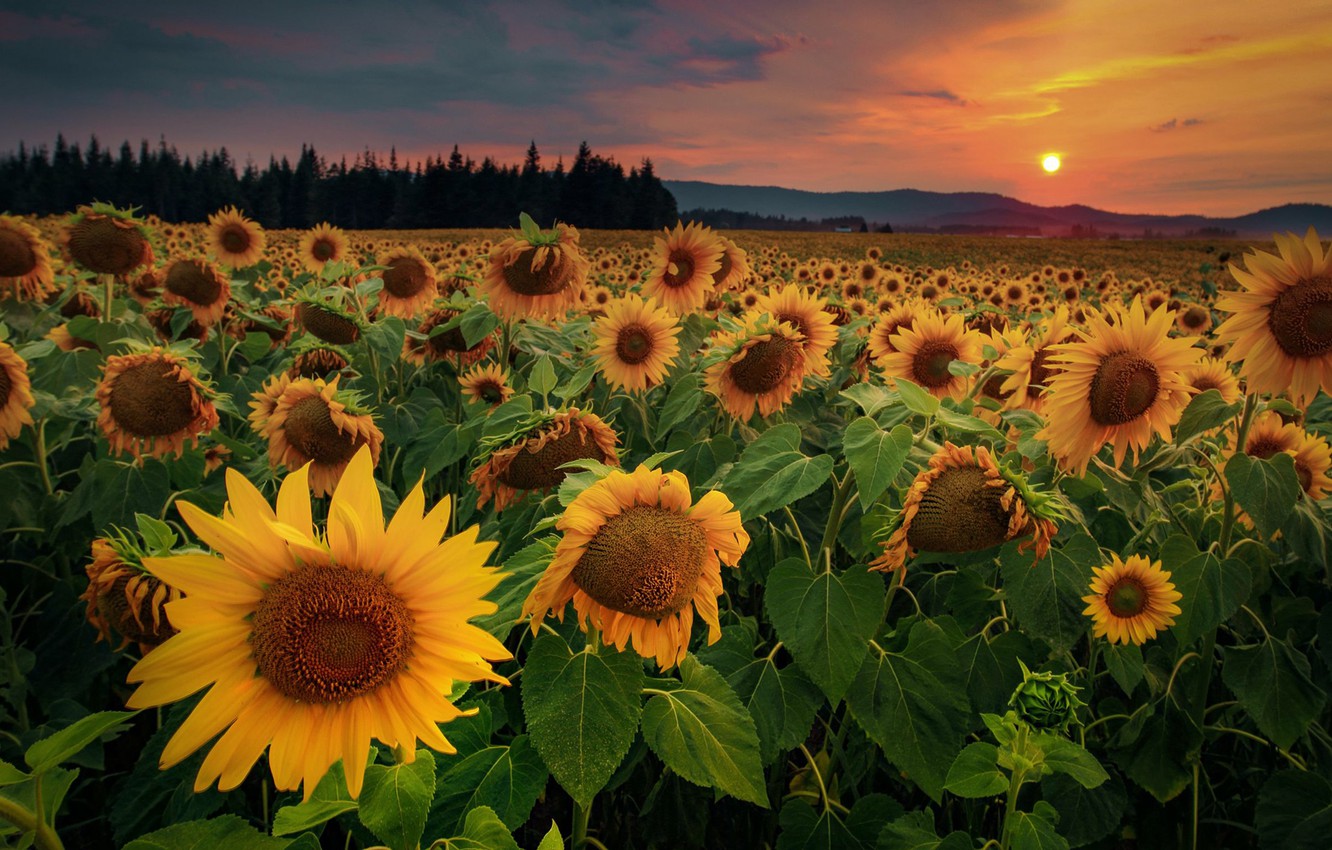 Sunset Flowers Wallpapers