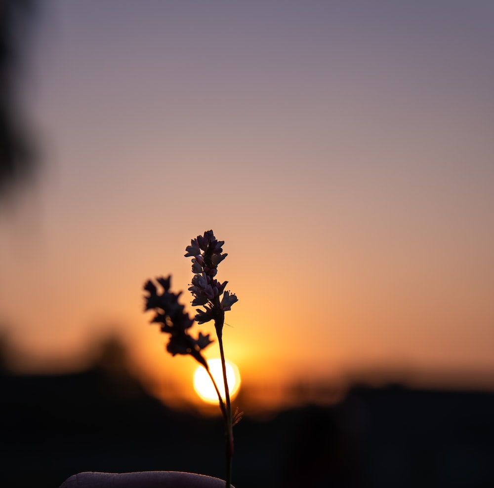 Sunset Flowers Wallpapers