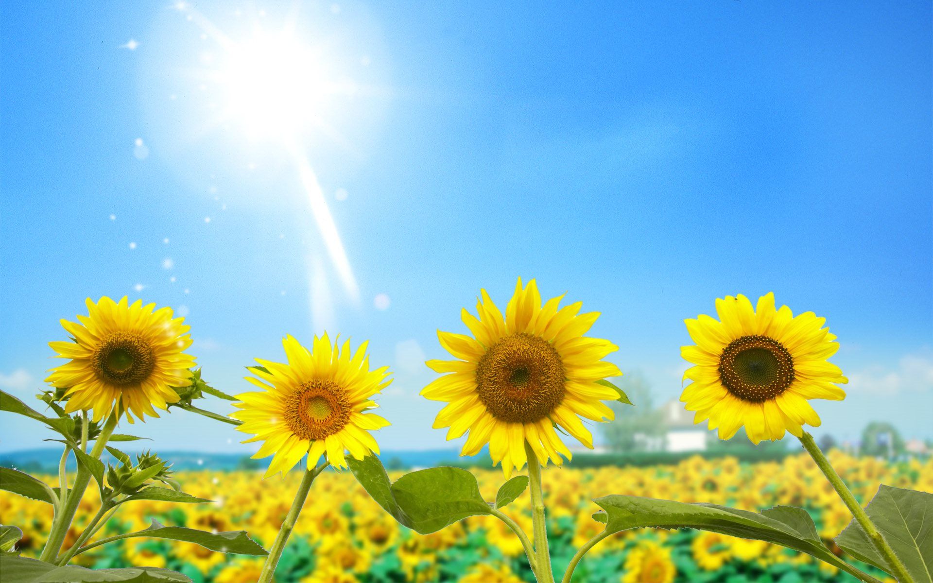 Sunshine And Flowers Images Wallpapers