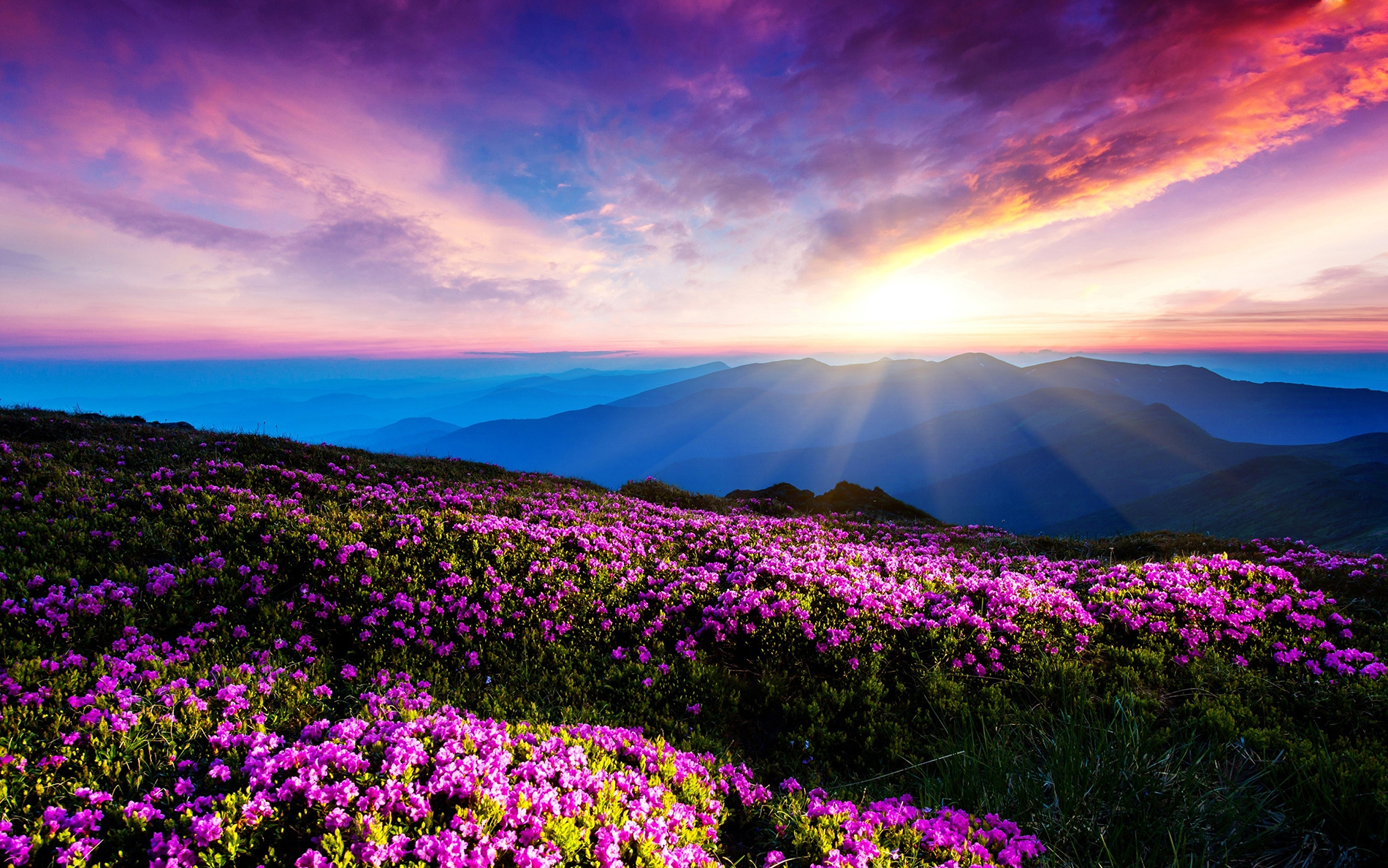 Sunshine And Flowers Images Wallpapers