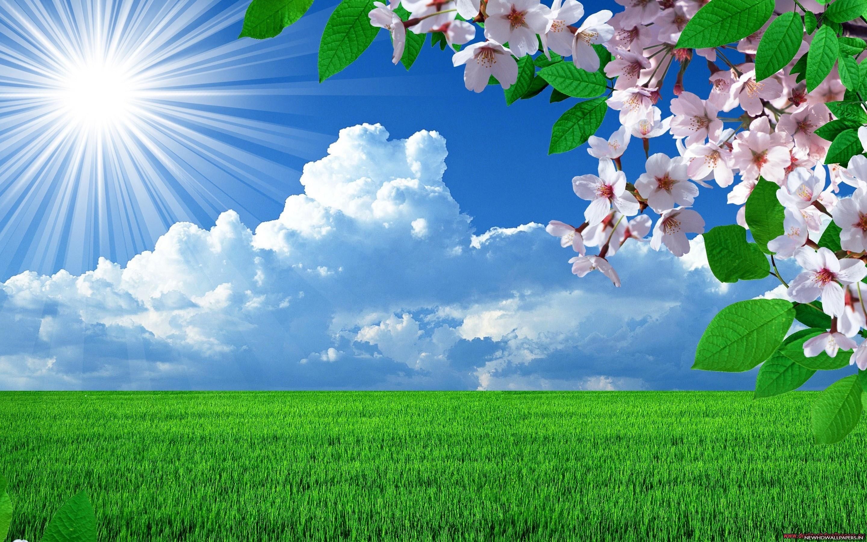 Sunshine And Flowers Images Wallpapers