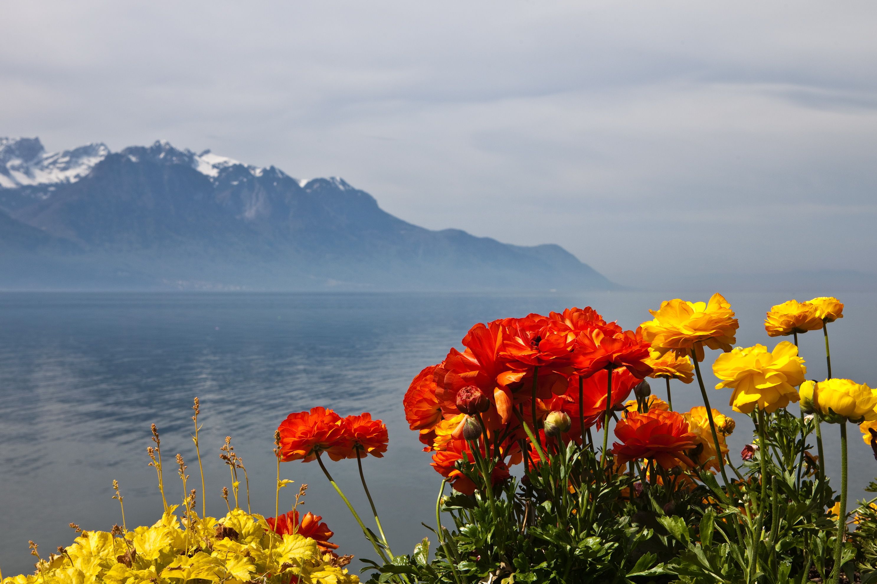 Switzerland Flower Garden Wallpapers