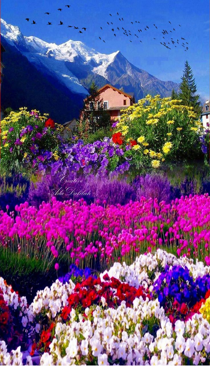 Switzerland Flower Garden Wallpapers