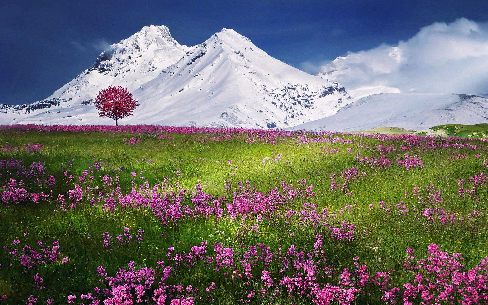 Switzerland Flower Garden Wallpapers