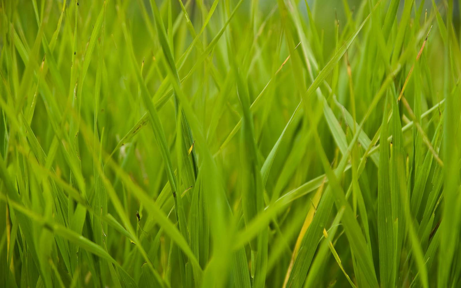 Tall Grass Wallpapers