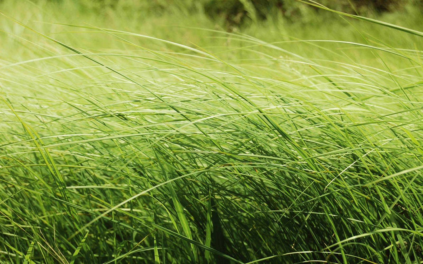 Tall Grass Wallpapers