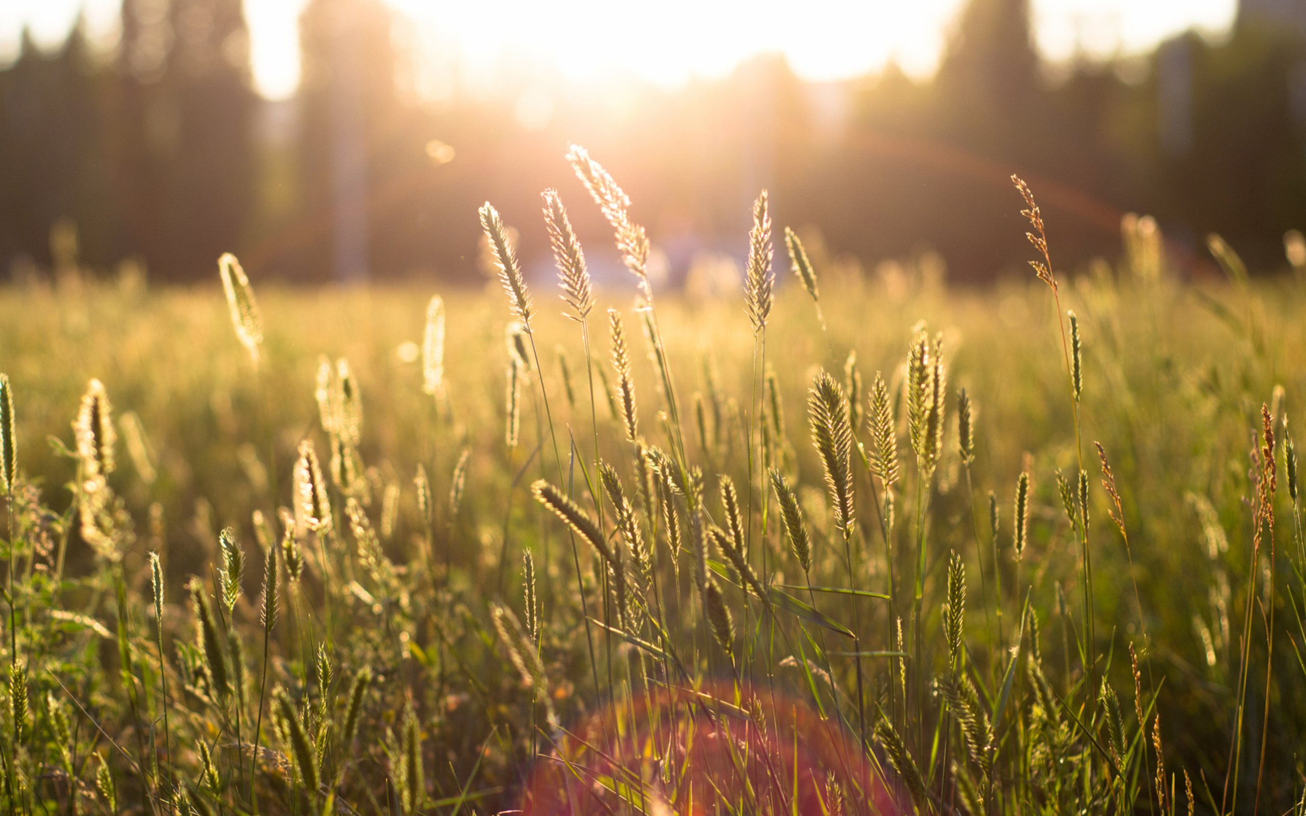 Tall Grass Wallpapers