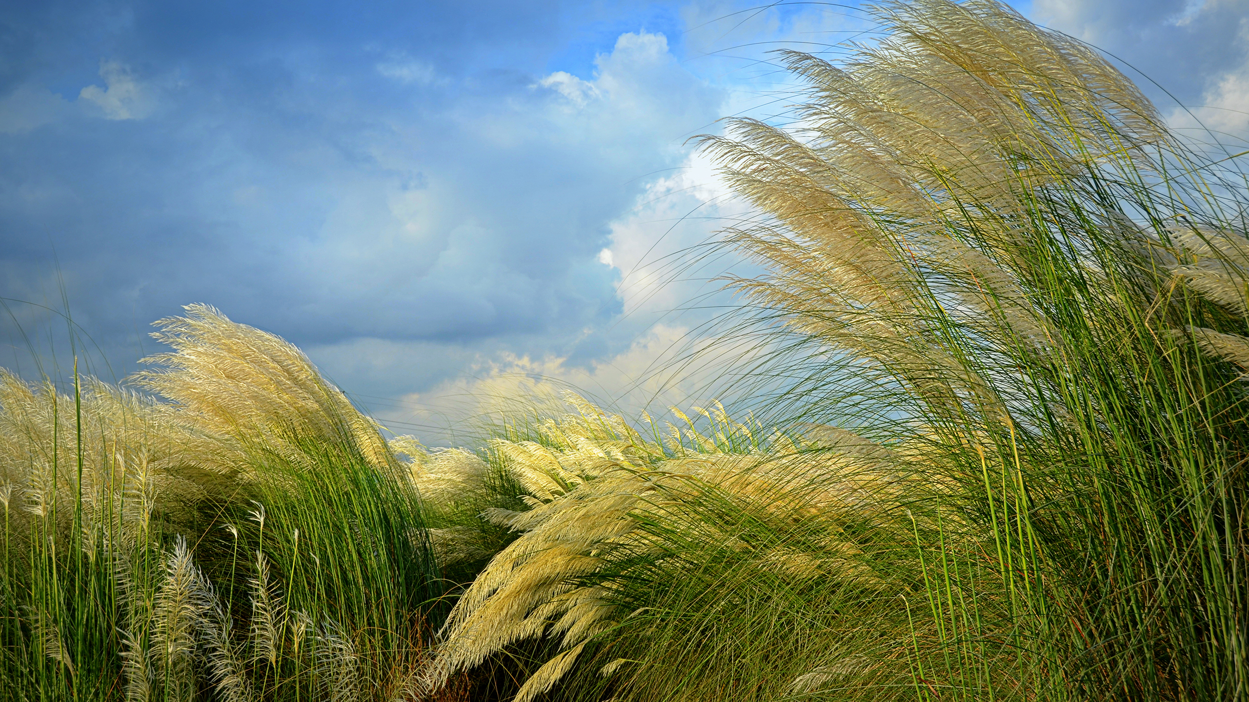 Tall Grass Wallpapers