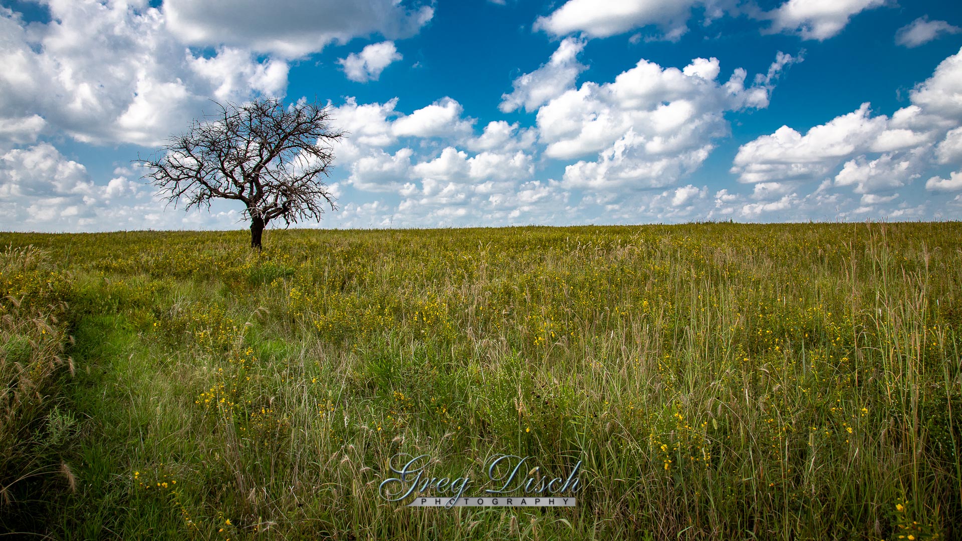 Tall Grass Wallpapers