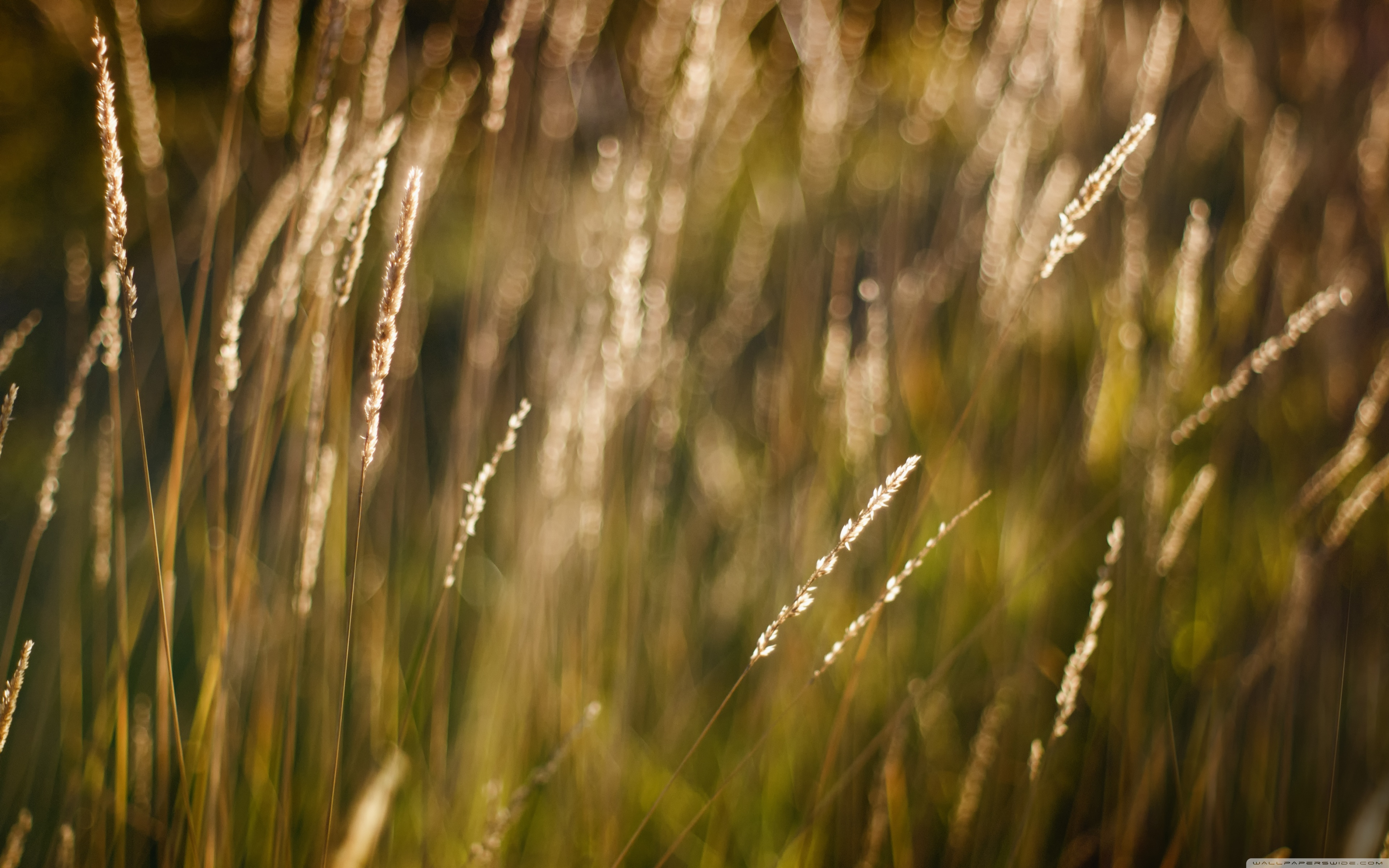 Tall Grass Wallpapers