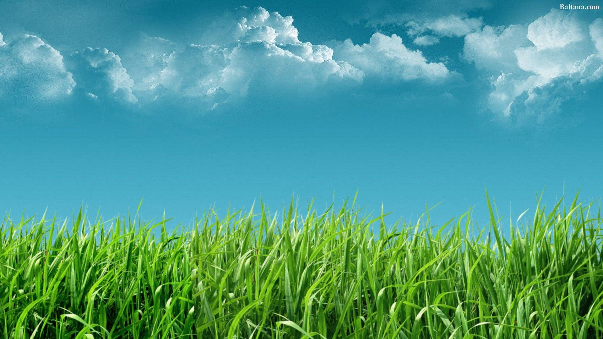 Tall Grass Wallpapers