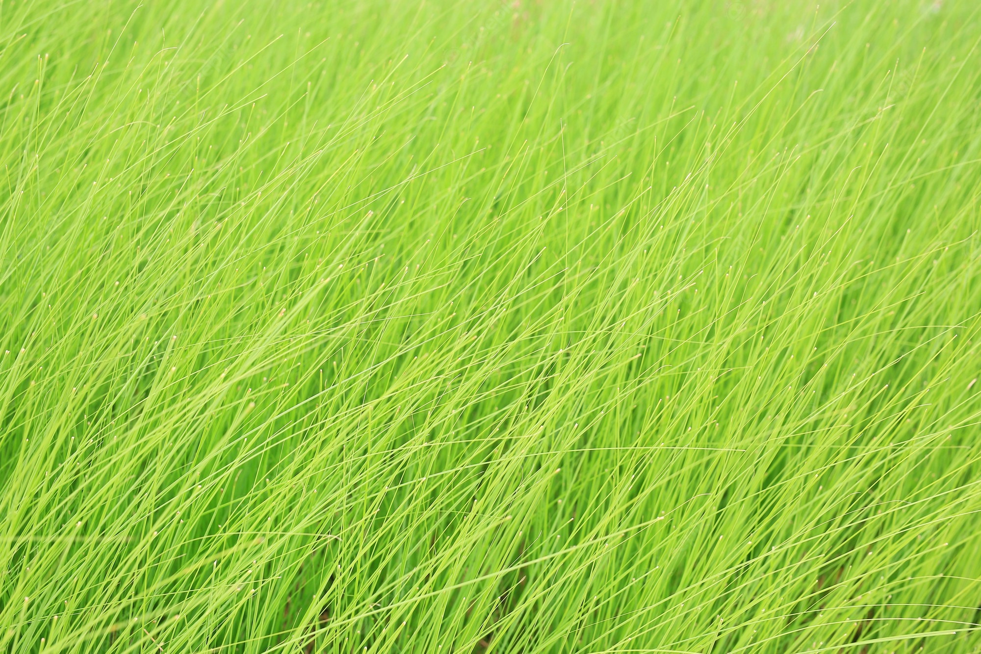 Tall Grass Wallpapers