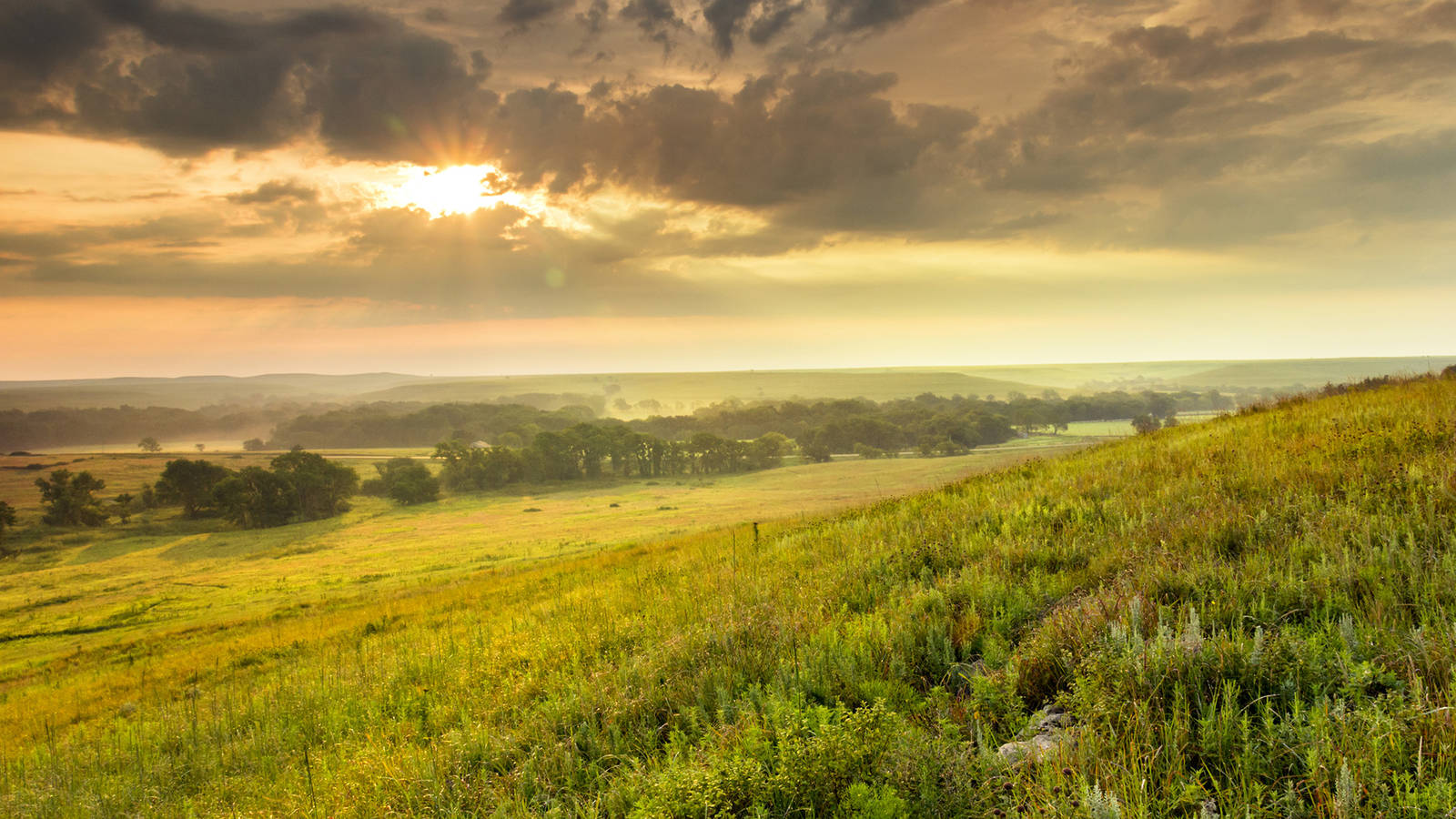 Tall Grass Wallpapers