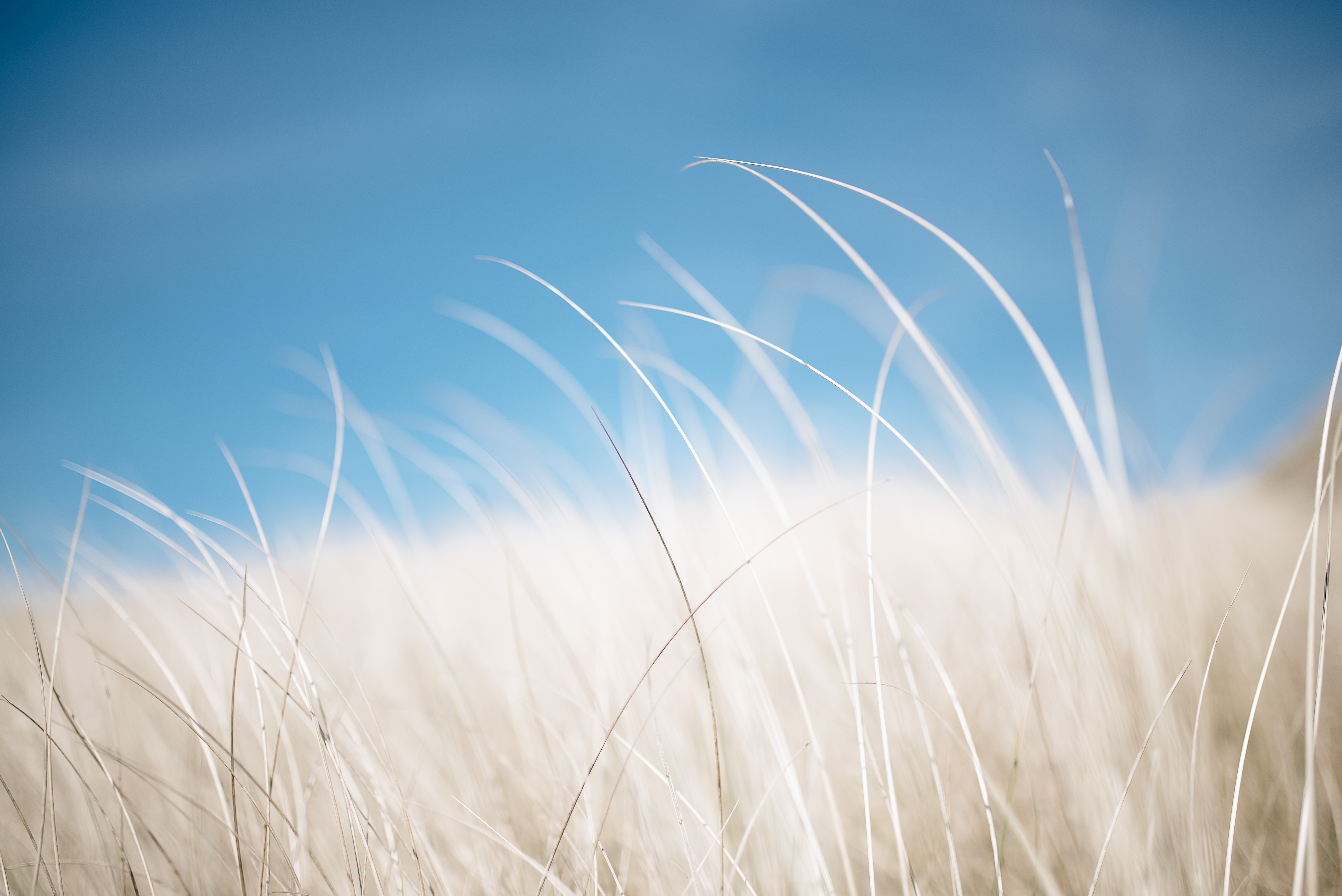 Tall Grass Wallpapers