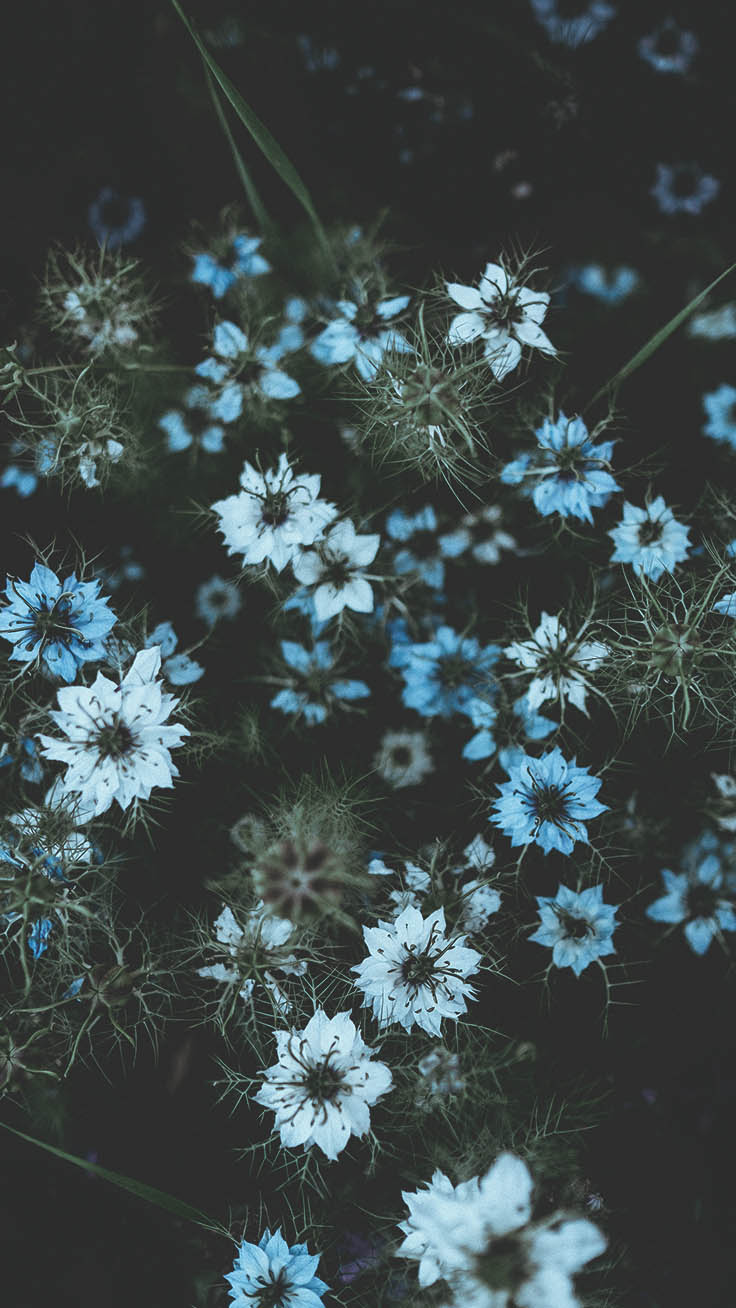 Teal Flower Wallpapers