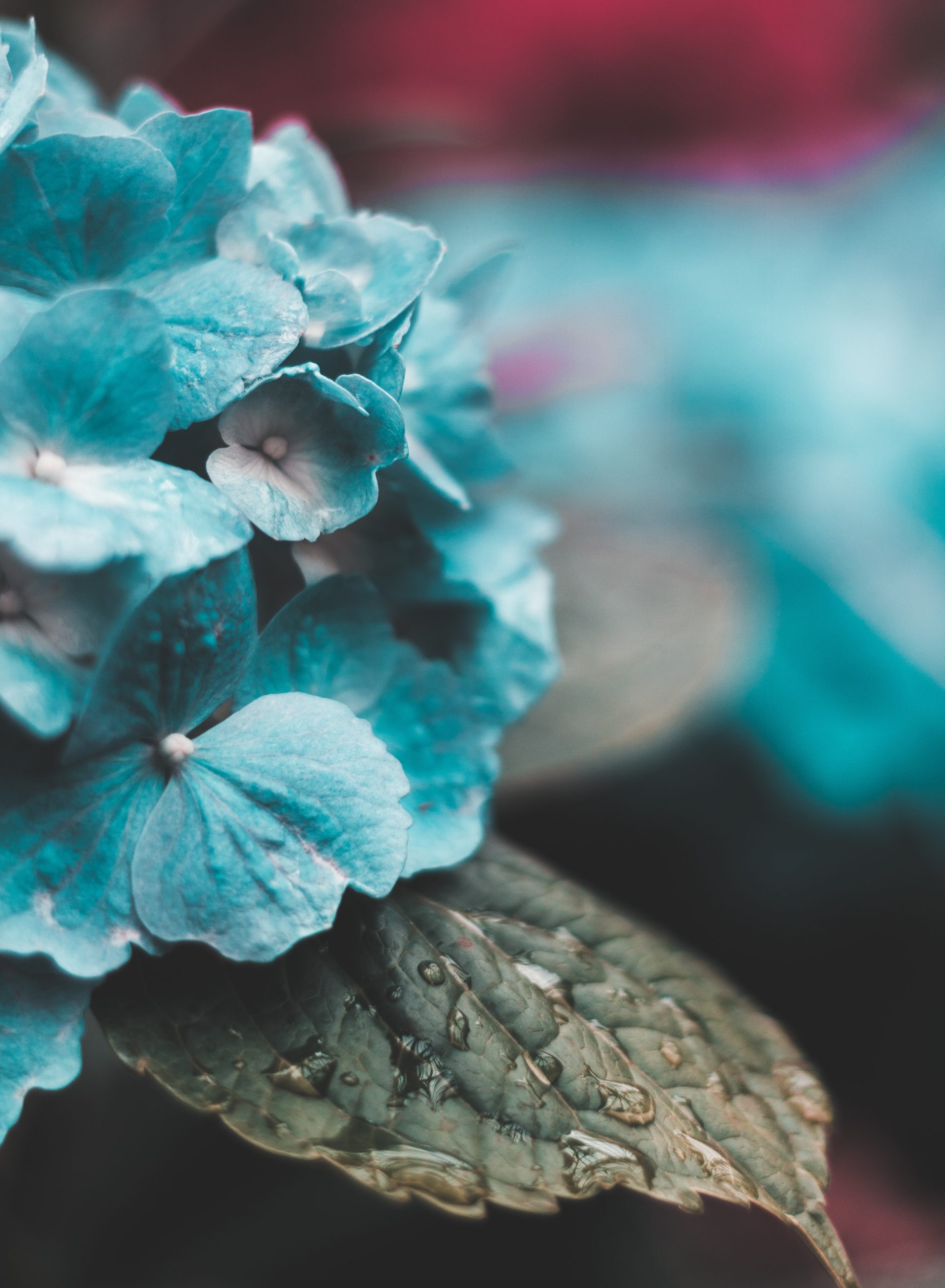 Teal Flower Wallpapers