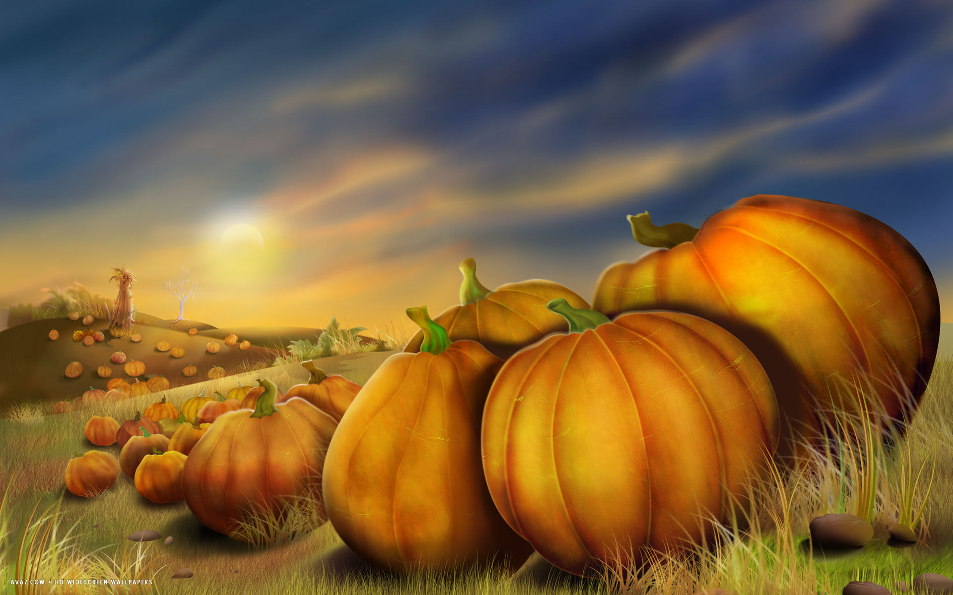 Thanksgiving Pumpkin Pictures Wallpapers