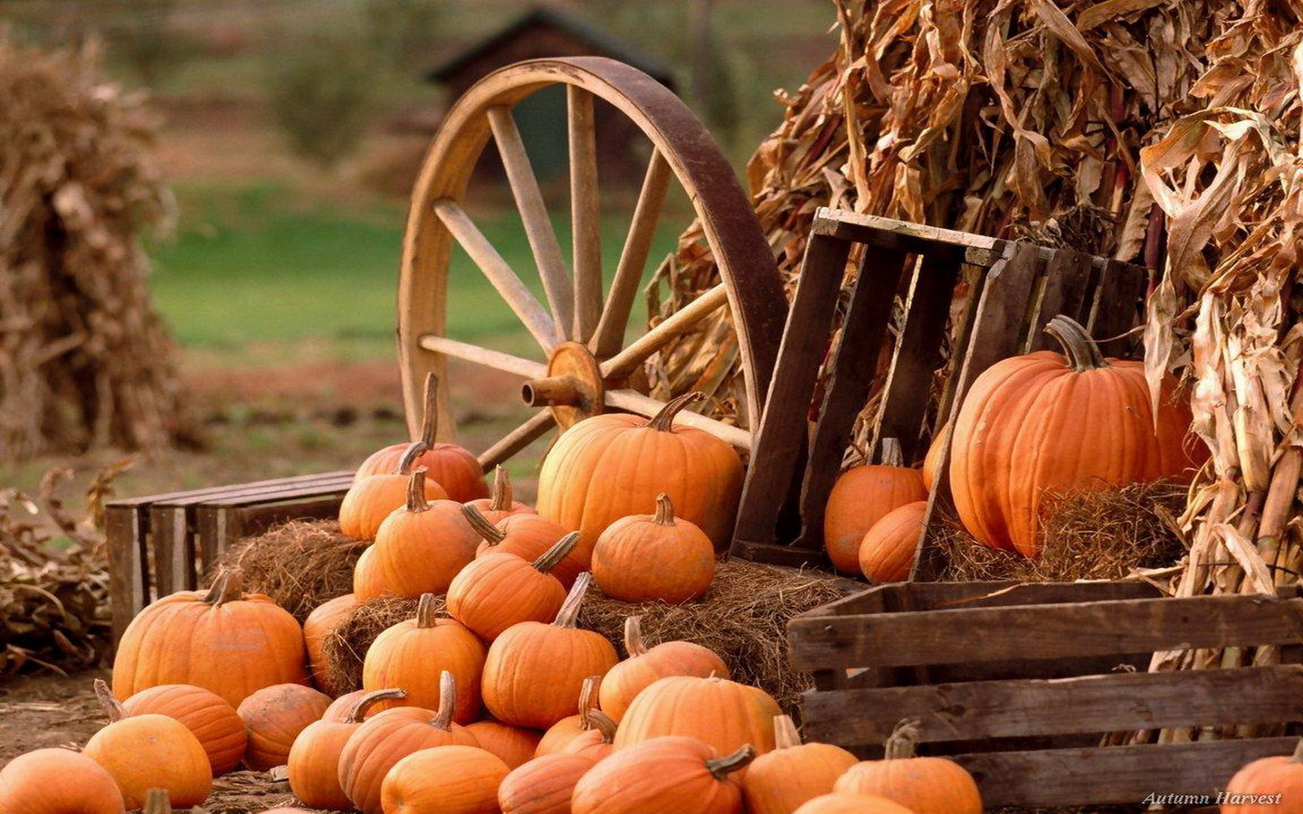 Thanksgiving Pumpkin Pictures Wallpapers