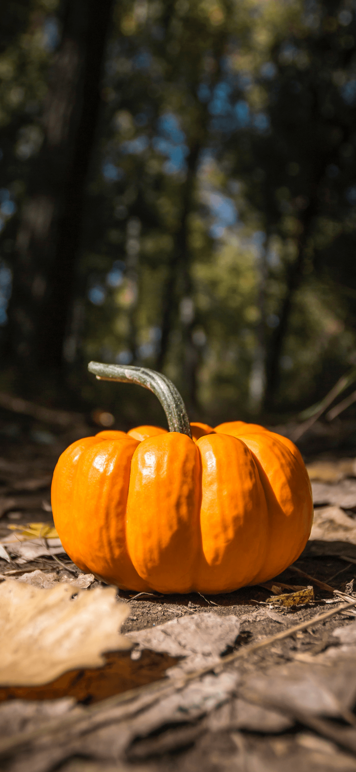 Thanksgiving Pumpkin Pictures Wallpapers