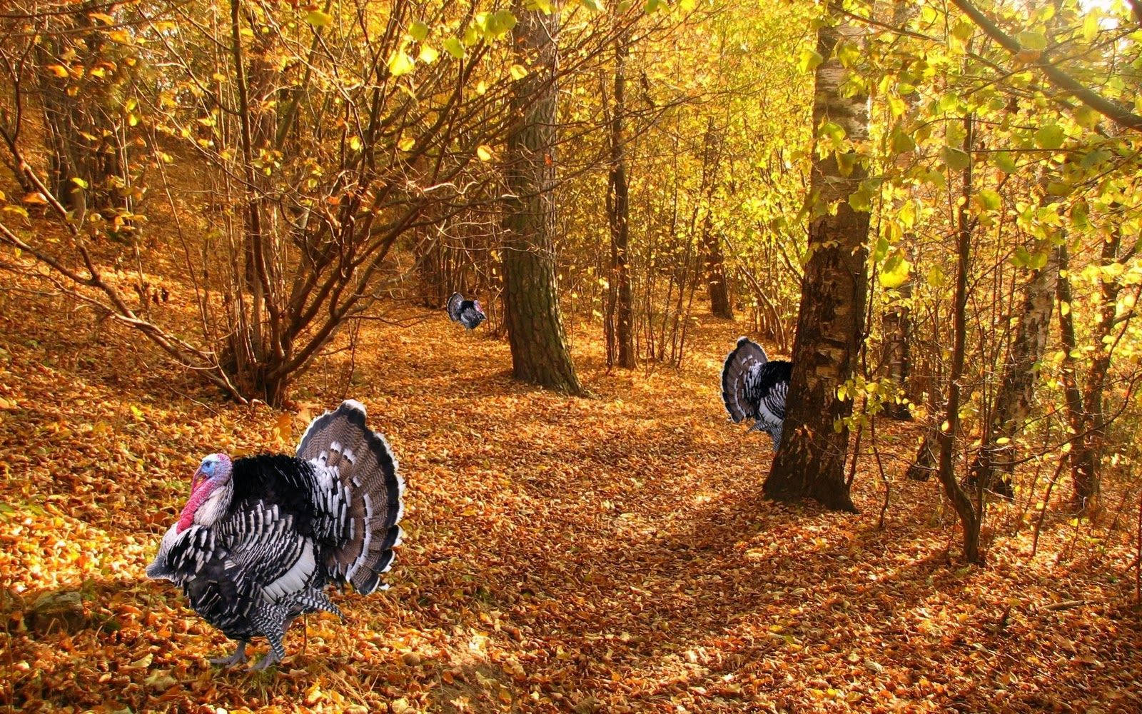 Thanksgiving Turkey Wallpapers