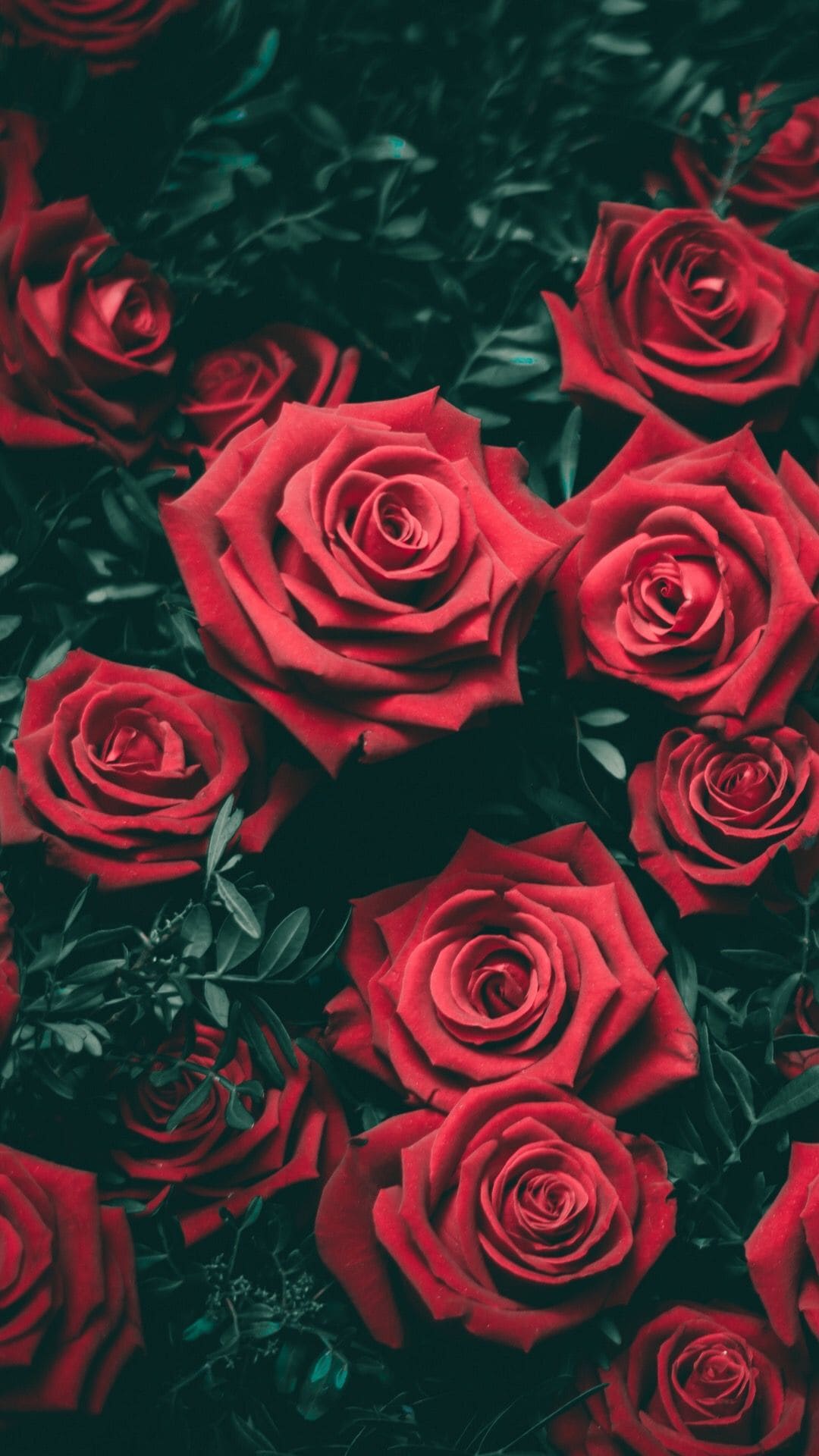 The Rose Wallpapers