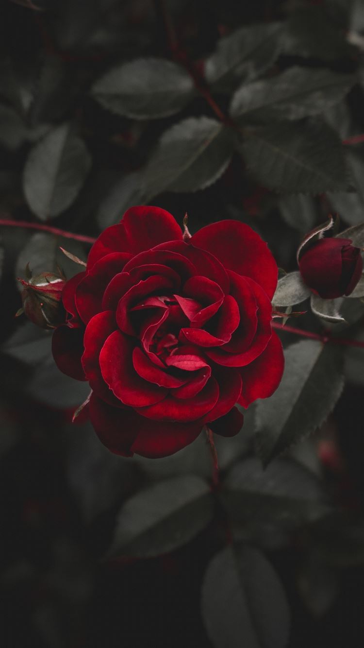 The Rose Wallpapers