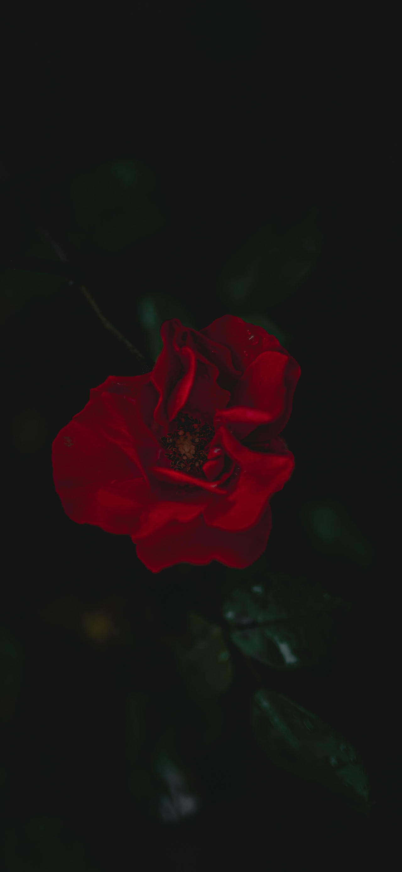 The Rose Wallpapers