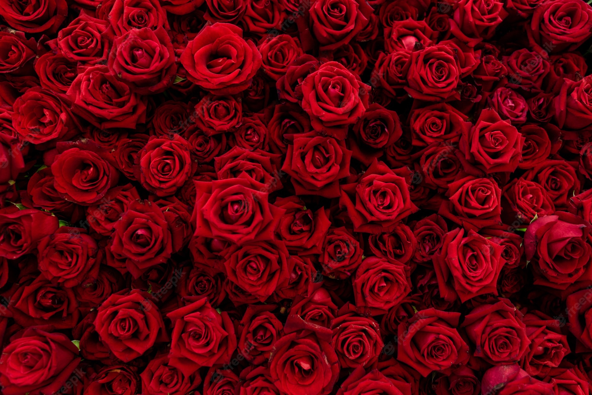 The Rose Wallpapers