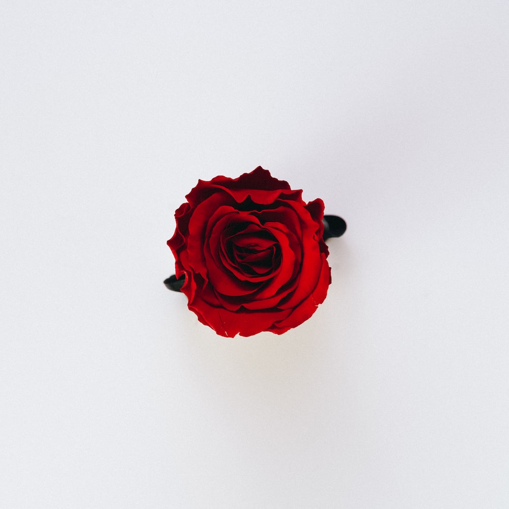 The Rose Wallpapers