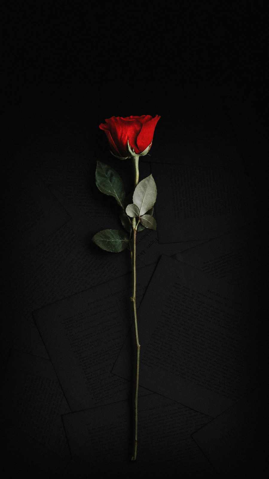 The Rose Wallpapers