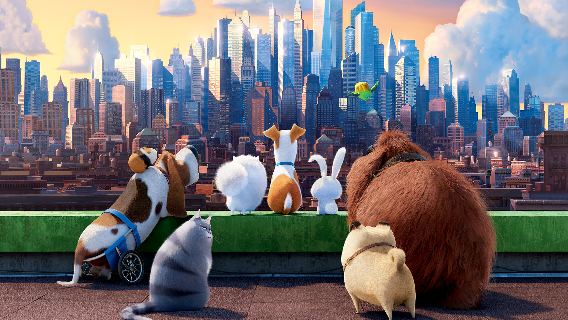 The Secret Life Of Pets Hd Wallpapers