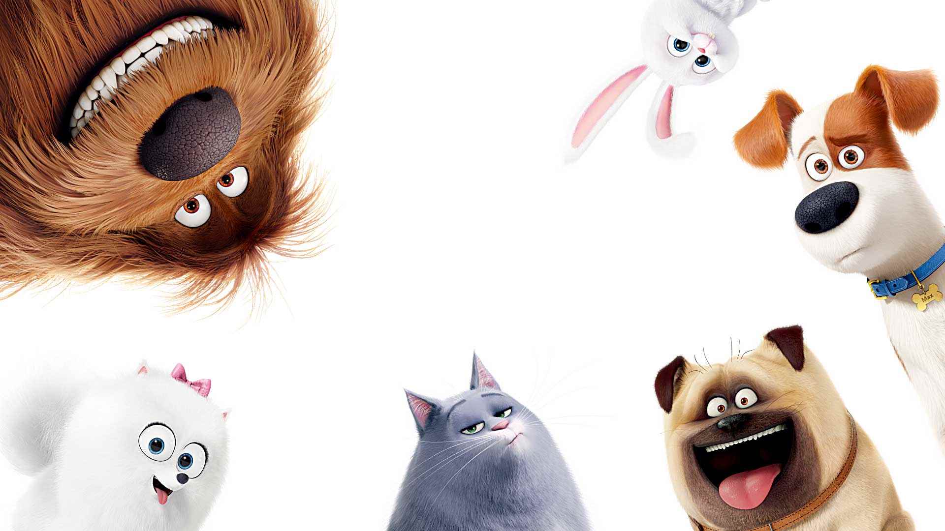 The Secret Life Of Pets Hd Wallpapers