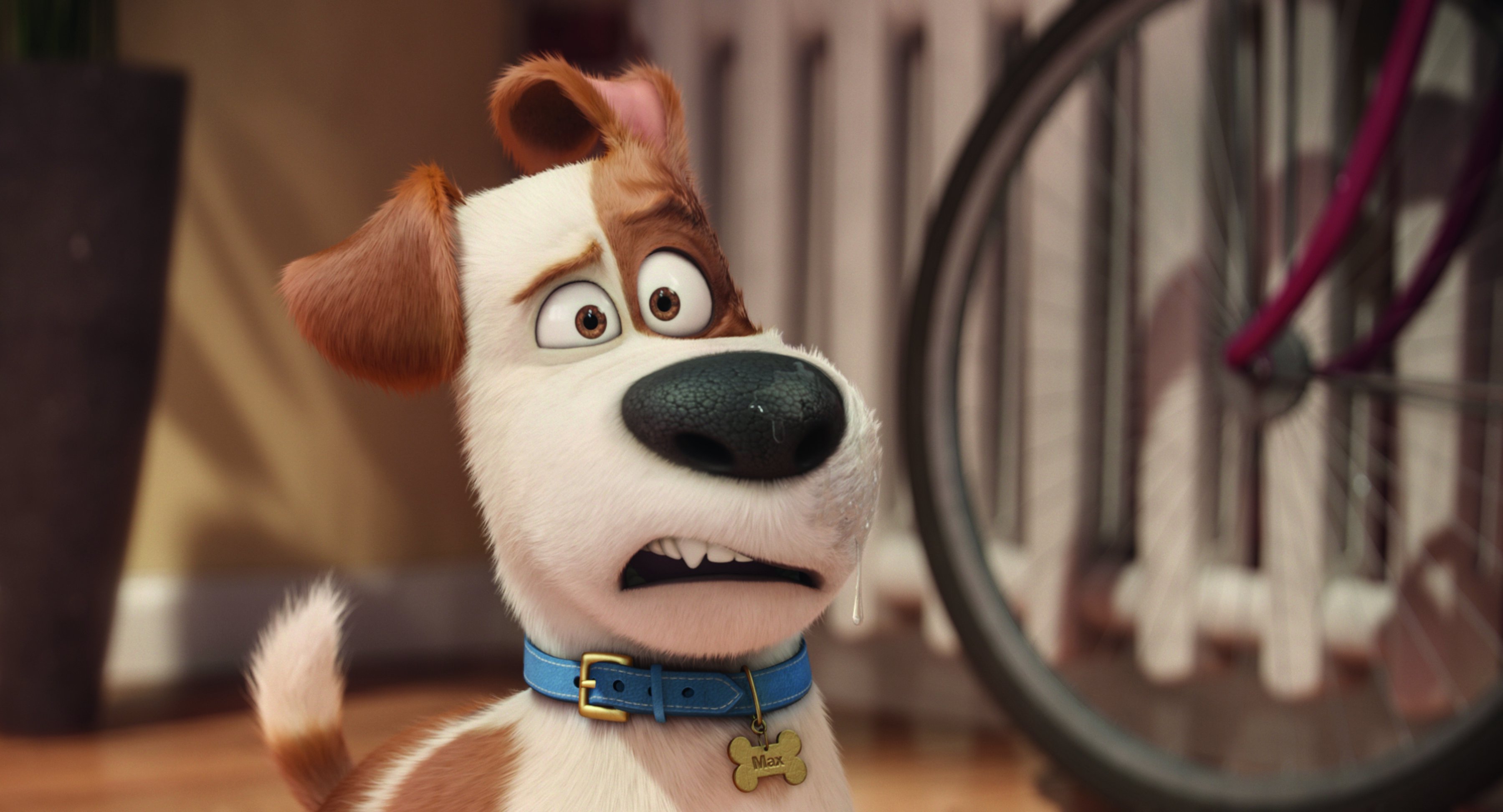 The Secret Life Of Pets Hd Wallpapers