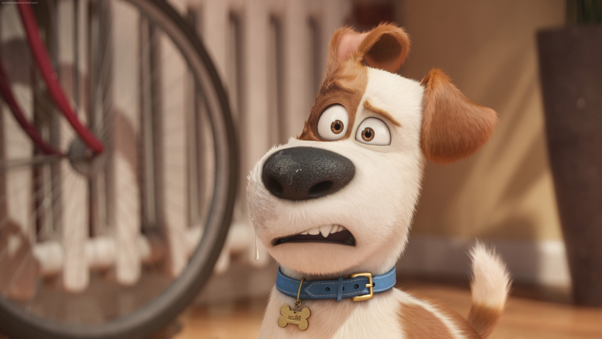 The Secret Life Of Pets Hd Wallpapers