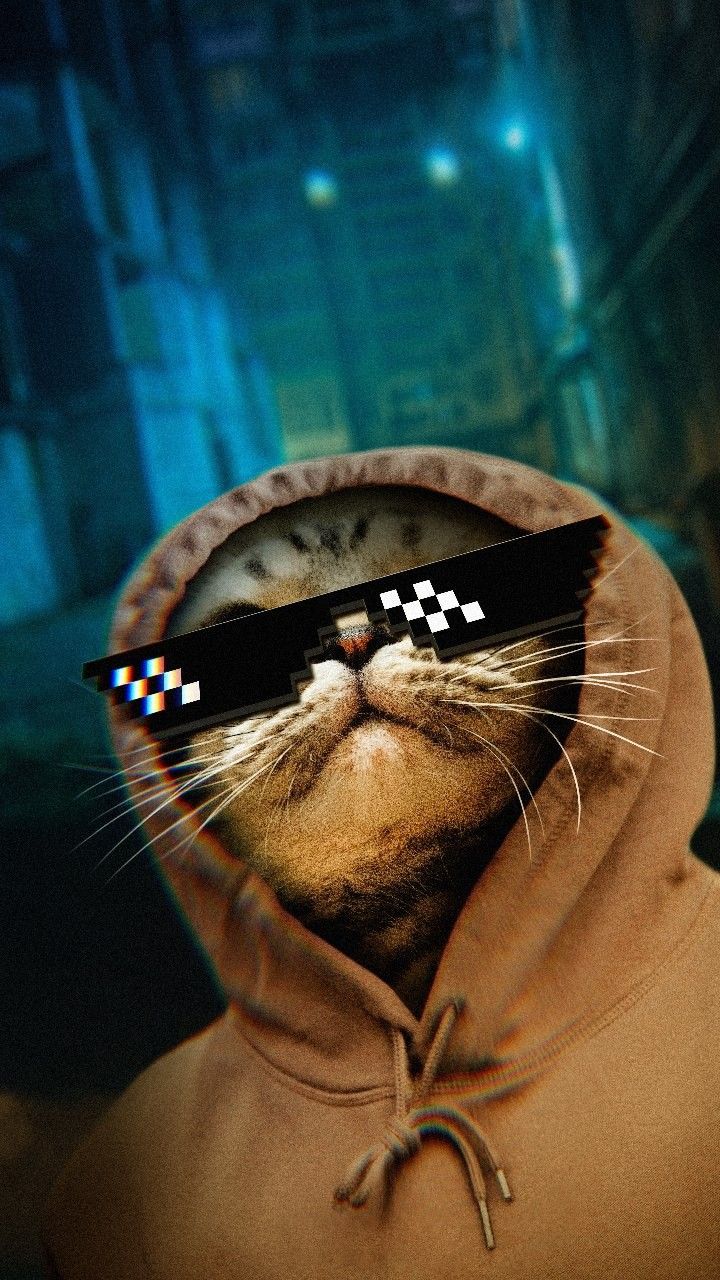 Thug Cat Wallpapers