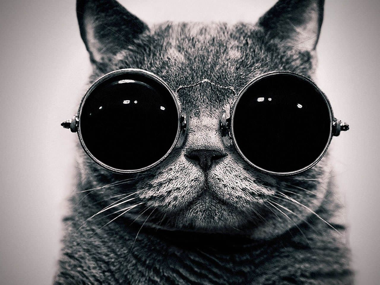 Thug Cat Wallpapers