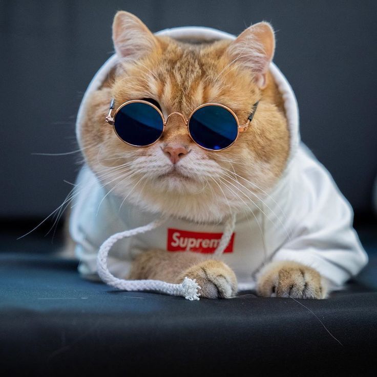 Thug Cat Wallpapers