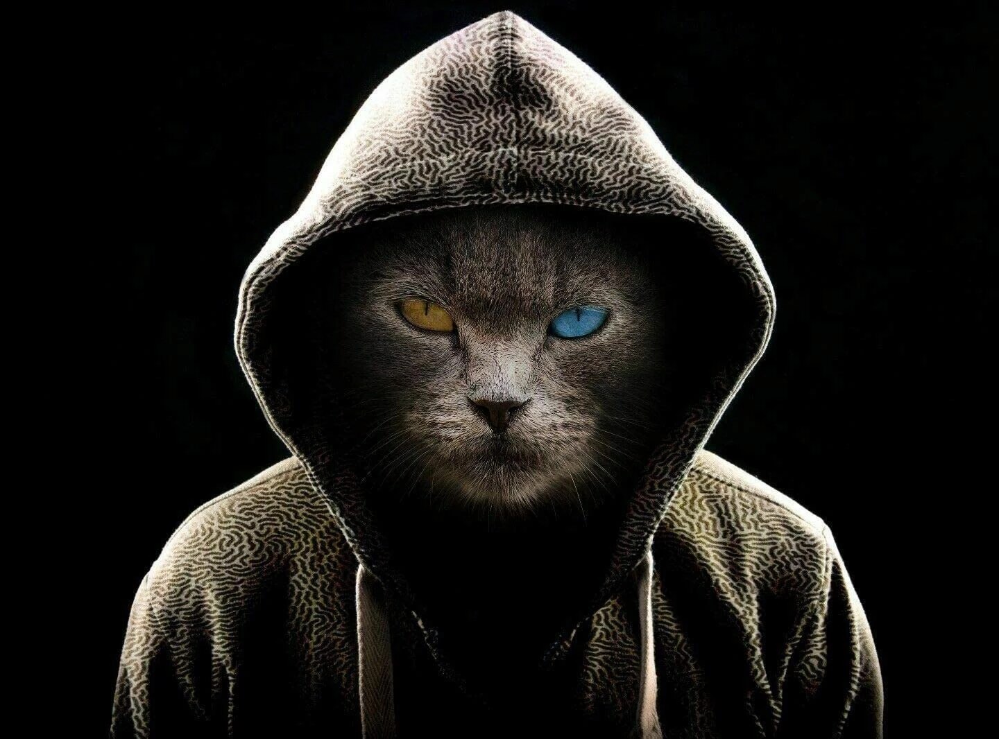 Thug Cat Wallpapers