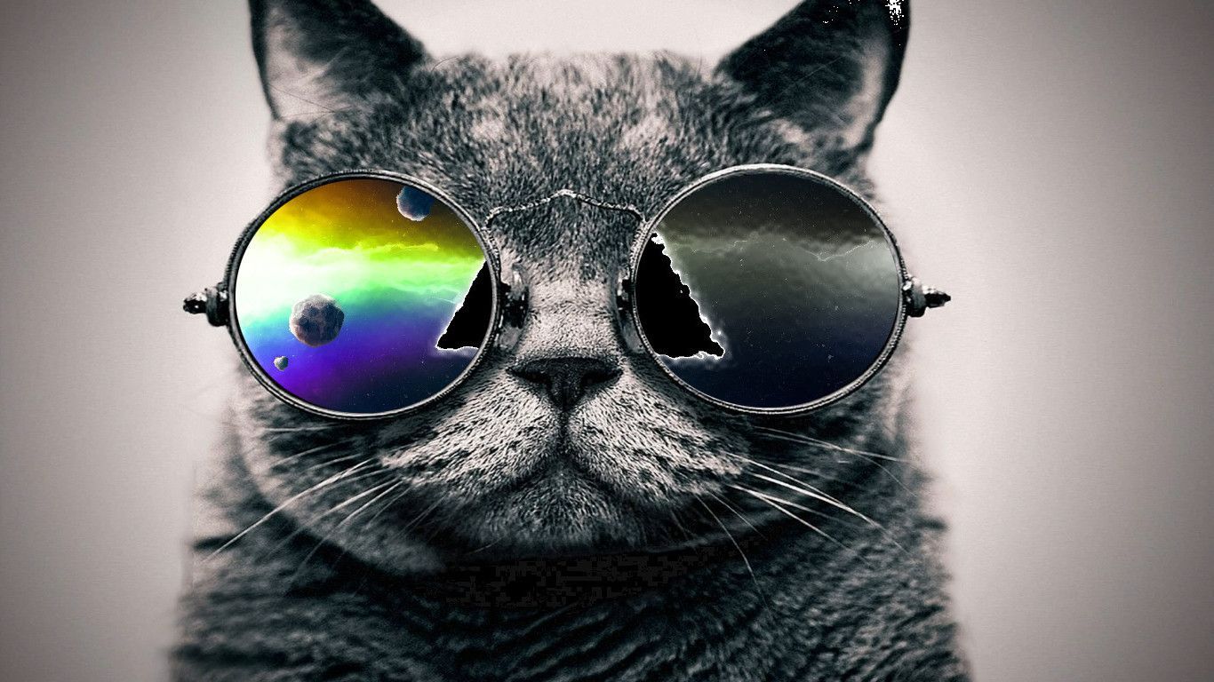 Thug Cat Wallpapers