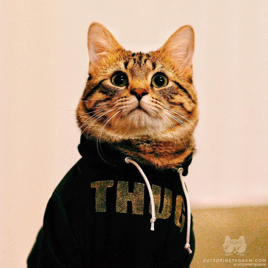 Thug Cat Wallpapers