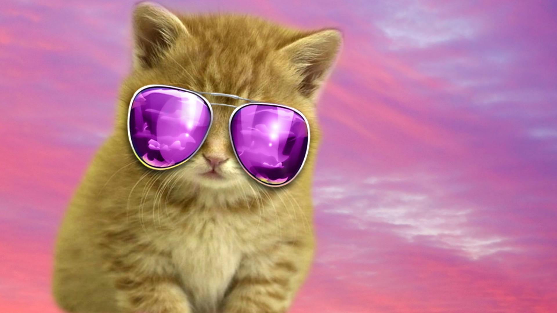 Thug Cat Wallpapers