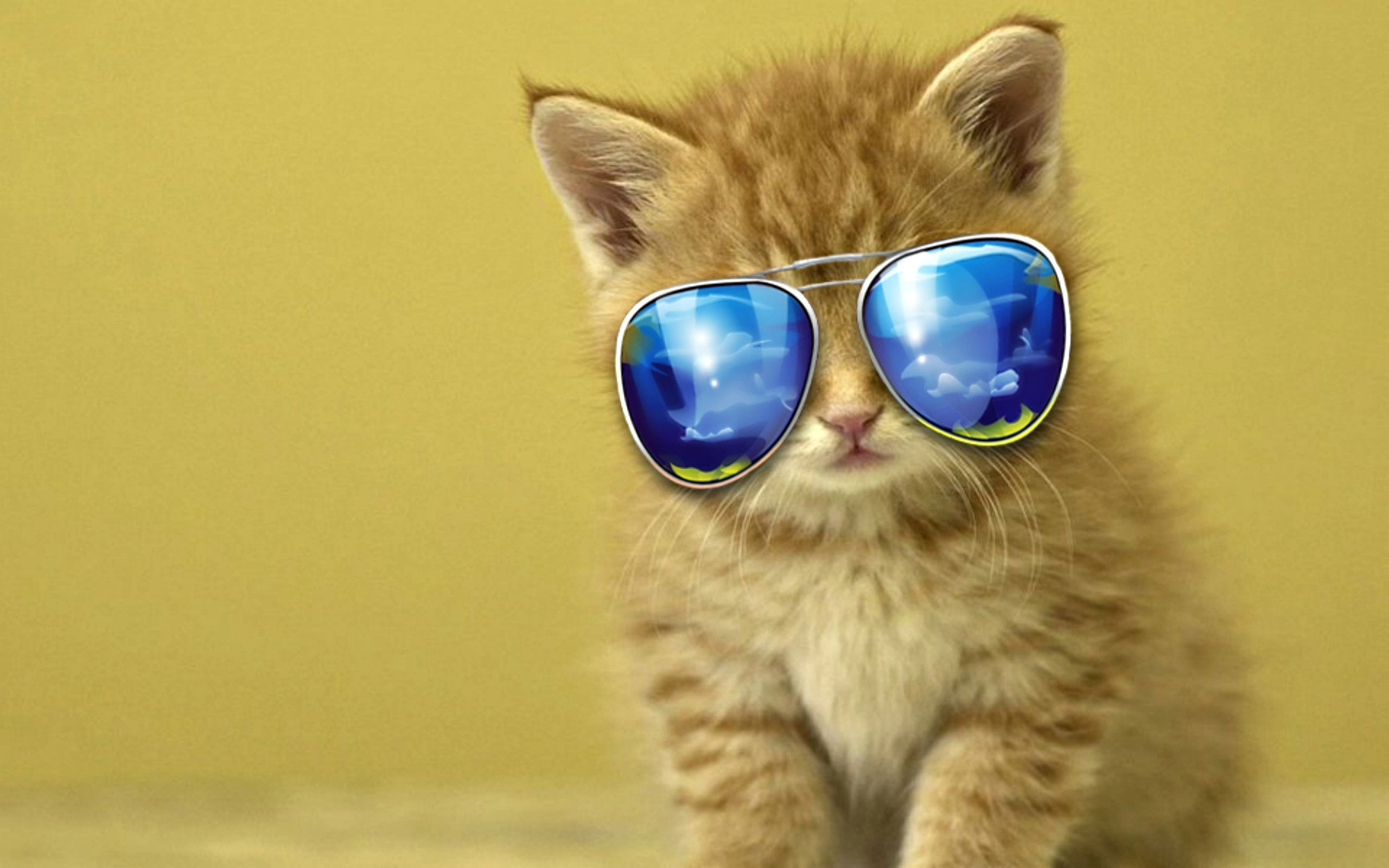 Thug Cat Wallpapers