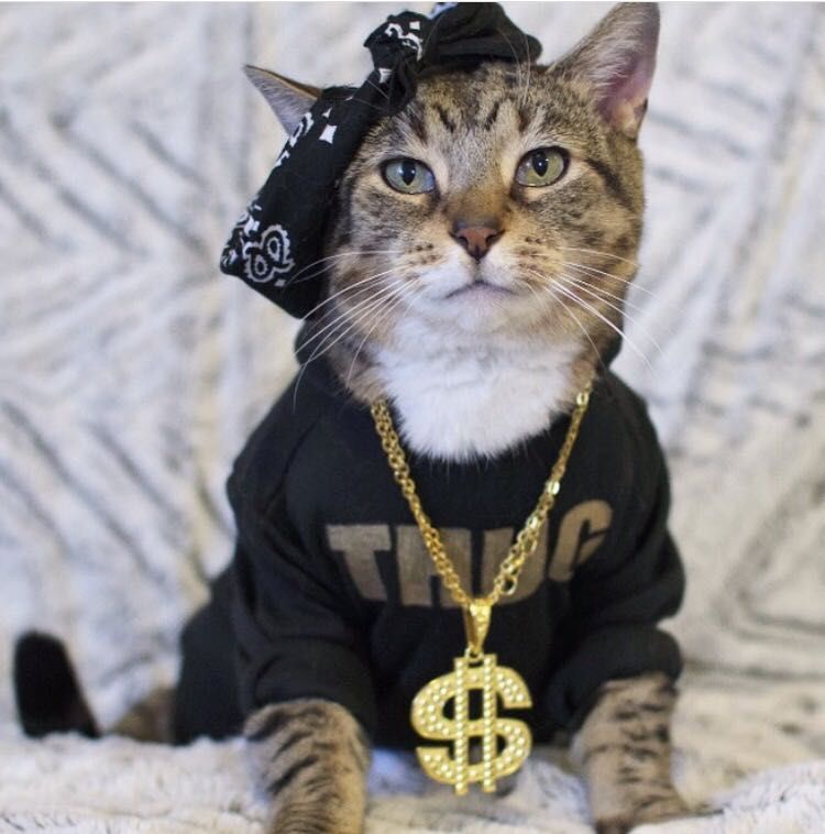 Thug Cat Wallpapers