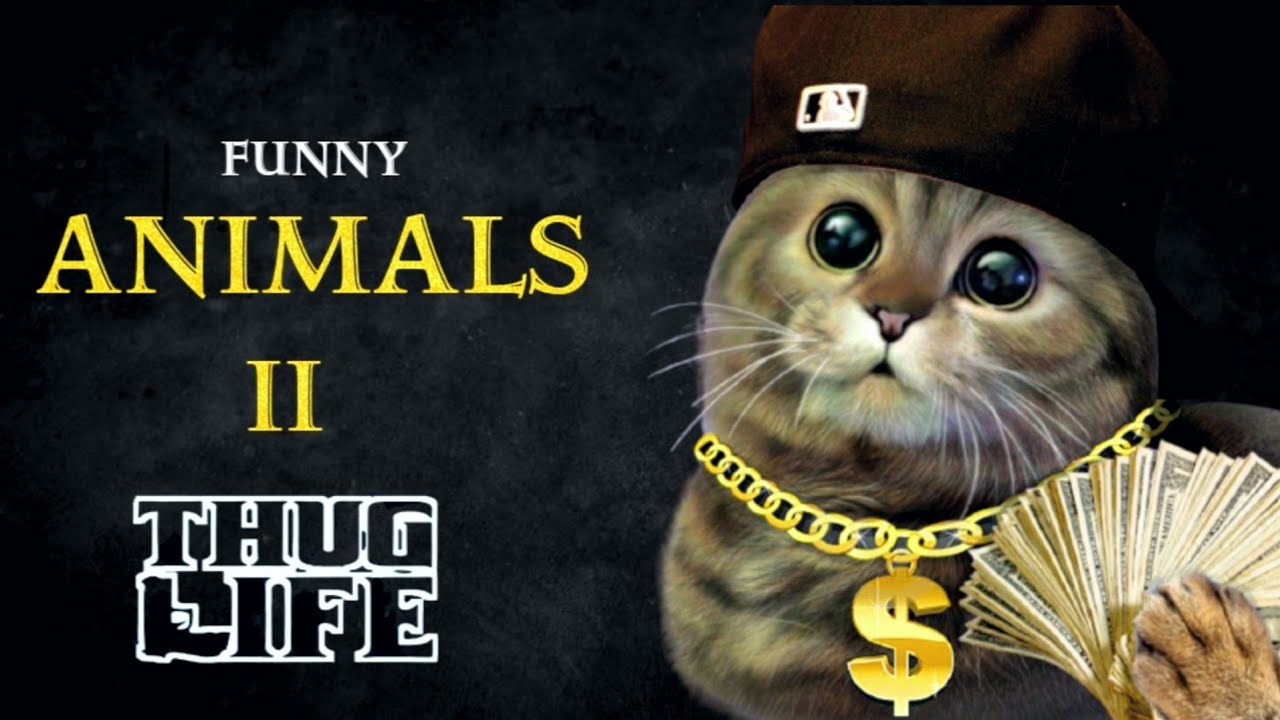 Thug Cat Wallpapers