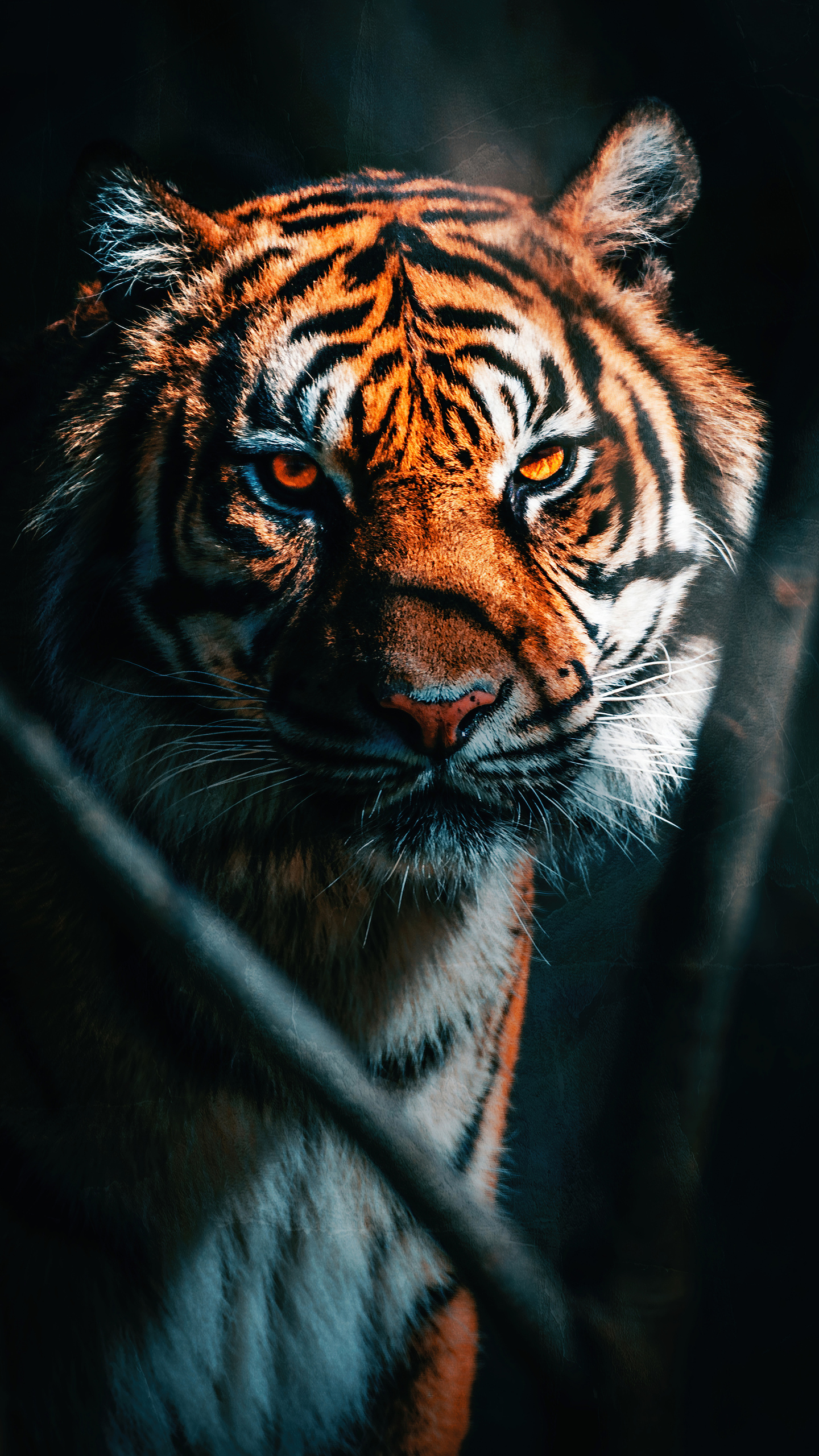 Tiger Galaxy Wallpapers