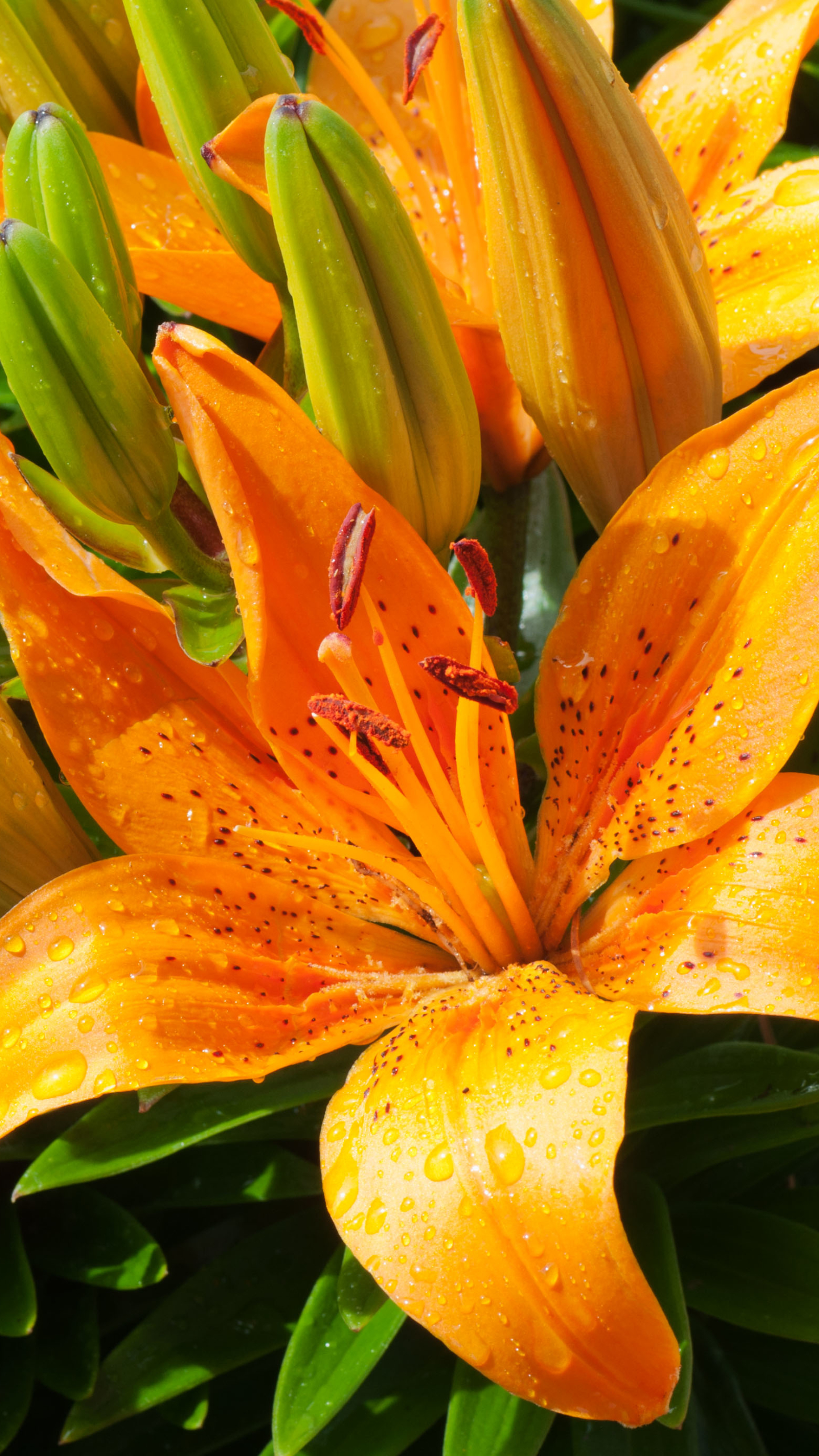 Tiger Lily Wallpapers