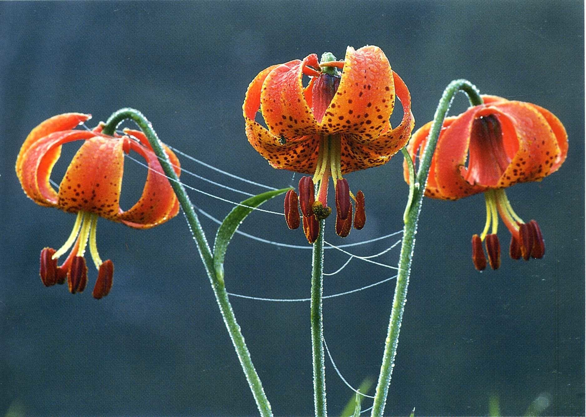 Tiger Lily Wallpapers